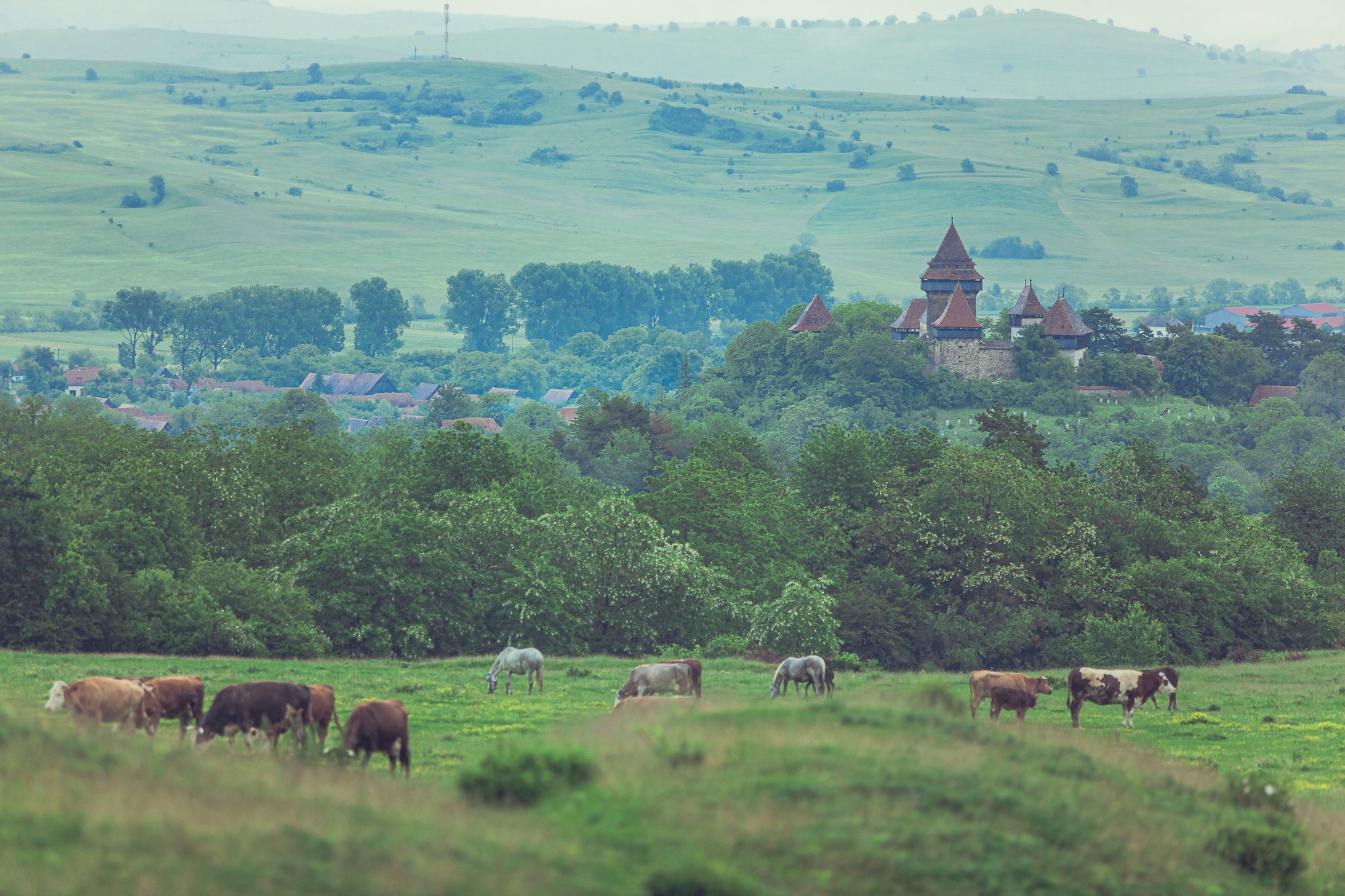 Panorama satului Viscri cu biserica fortificată UNESCO și cireada pășunând pe dealuri