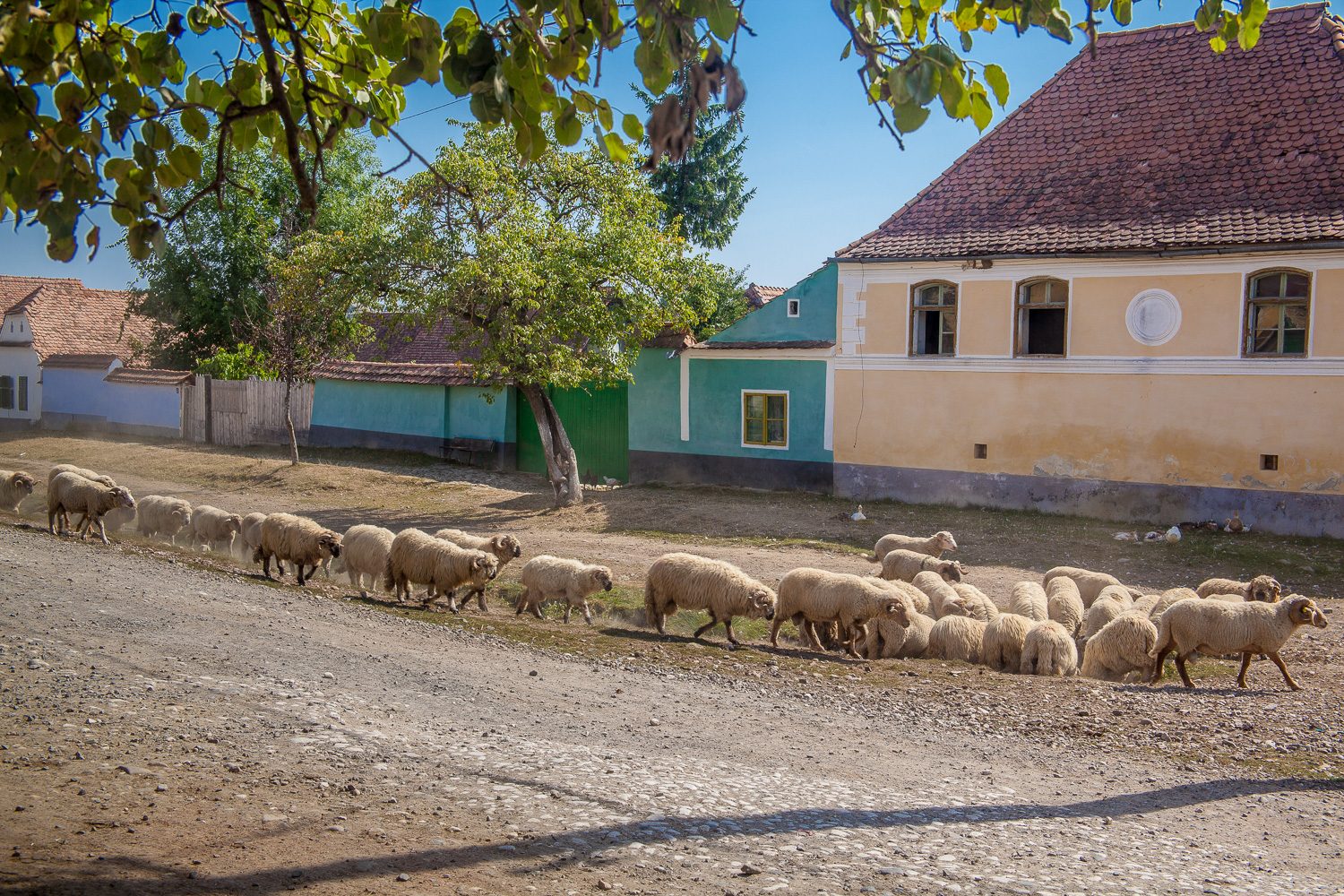 Turmă de oi pe ulița din Viscri