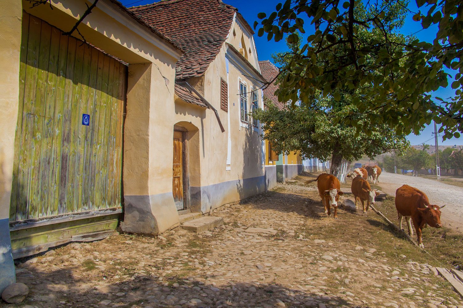 Vaci pe ulița pietruită din Viscri
